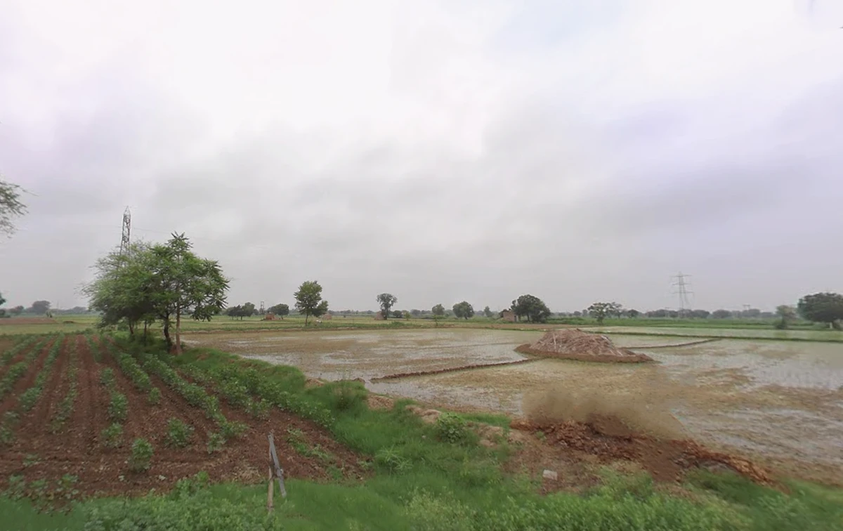 Barwala, Haryana 125121, India