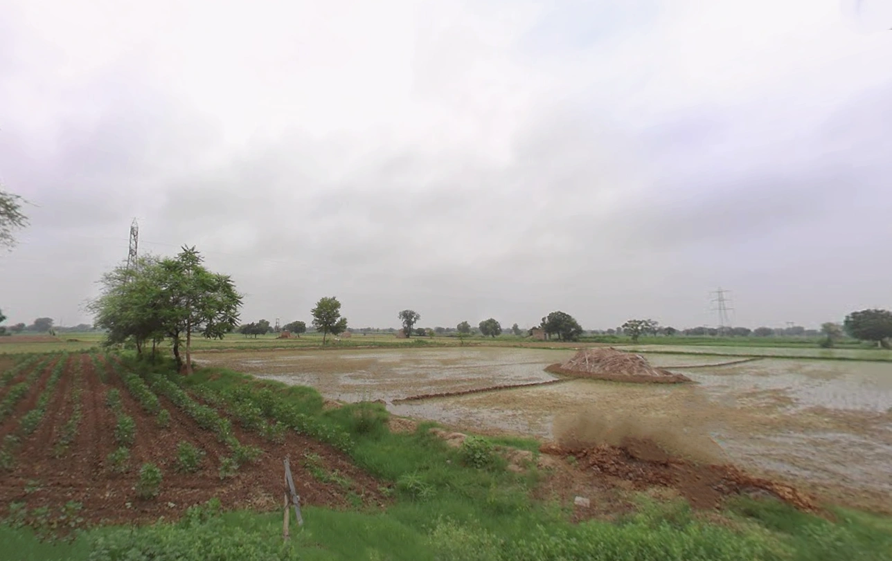 Barwala, Haryana 125121, India