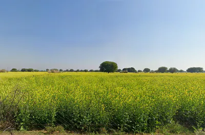 Kotkhawda, Rajasthan 303908, India preview 2