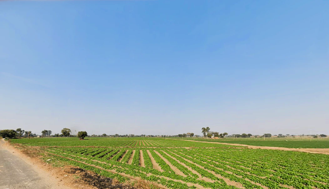 Barwa, Haryana 127045, India