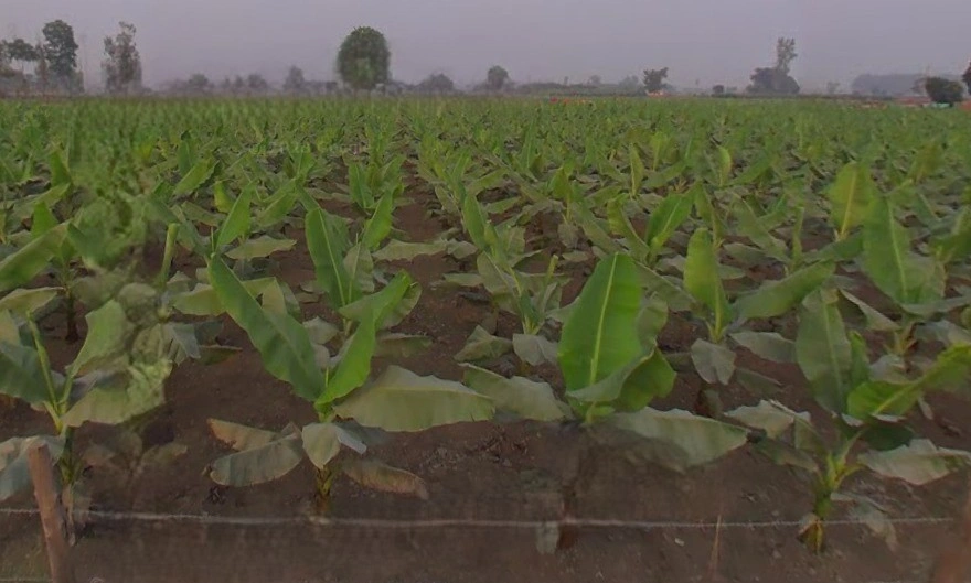 Arjun pur, Uttar Pradesh 226203, India