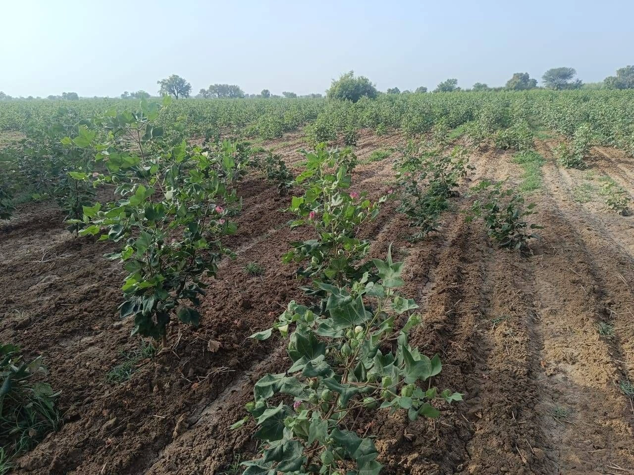 Adampur, Hisar, Haryana 125052, India
