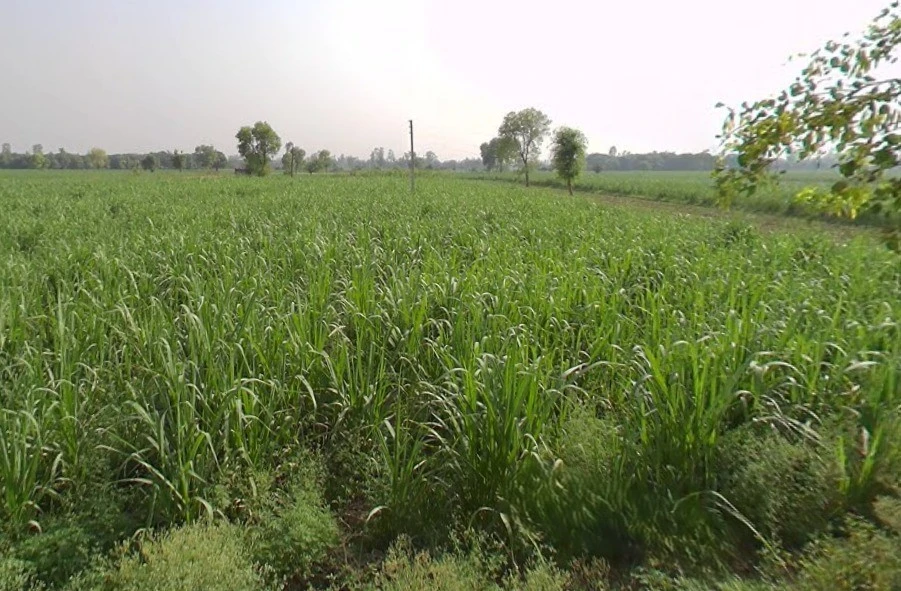 Govindpur, Uttar Pradesh 250104, India