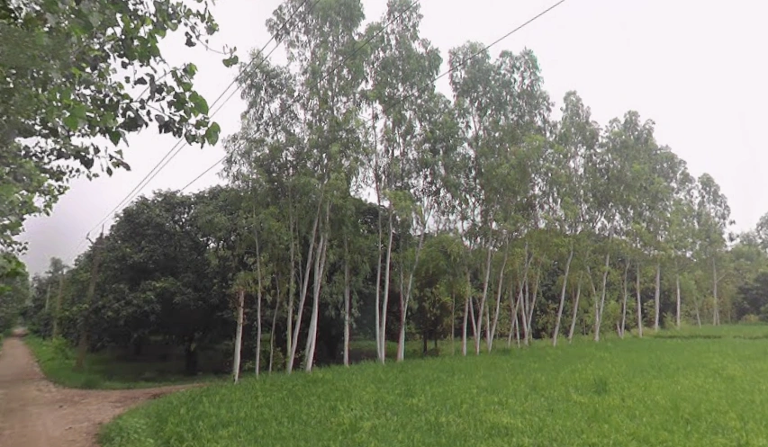 Rampur Maniharan Dehat, Uttar Pradesh 247451, India