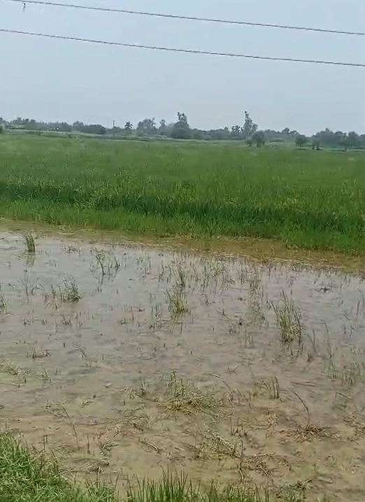 Pahasu, Bulandshahr, Uttar Pradesh 203396, India - Photo 4