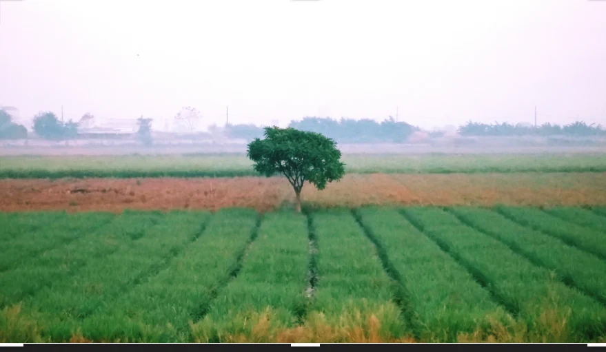 6H64+GC Pithlokhar, Uttar Pradesh, India