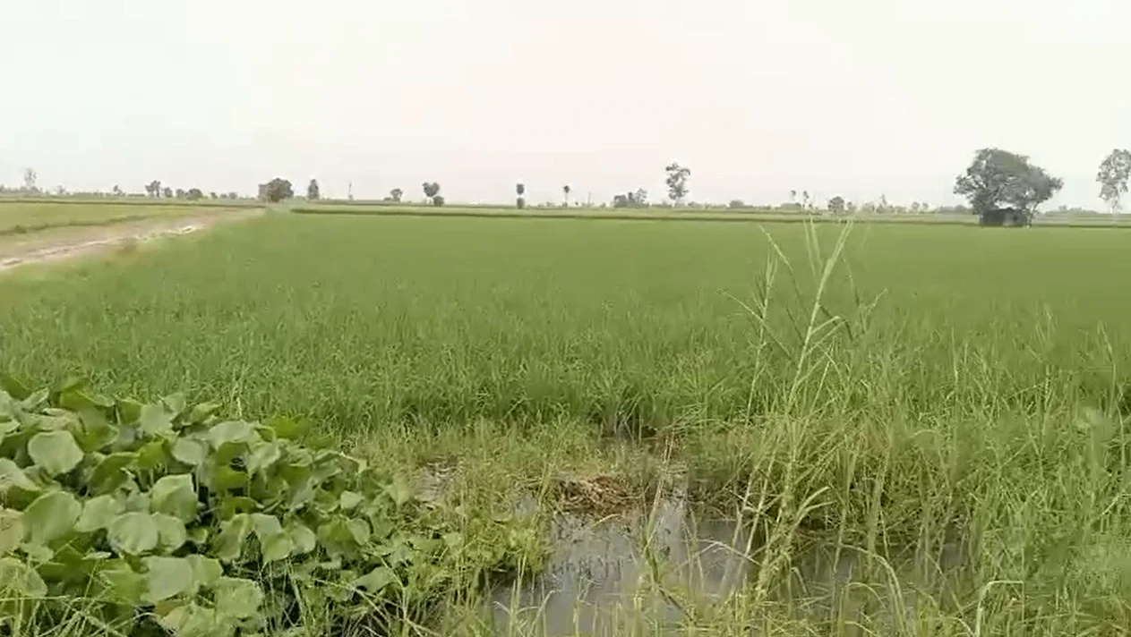 3WV8+V3 Mawana, Meerut, Uttar Pradesh, India