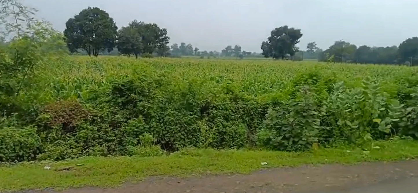 Pipalia Bazyaft, Sehore, Madhya Pradesh 466446, India