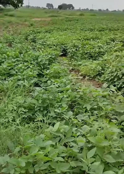 Singhpur, Raisen, Madhya Pradesh 464671, India preview 3