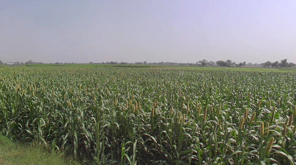 Jalesar, Uttar Pradesh 207302, India