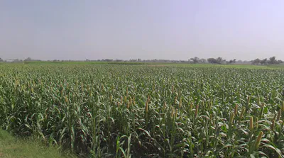 Jalesar, Uttar Pradesh 207302, India preview 2