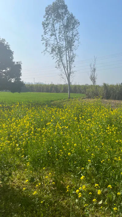 Pillona, Uttar Pradesh 250401, India preview 2