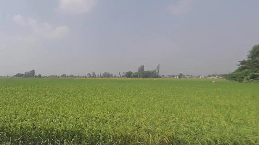 Machhike, Punjab 142039, India