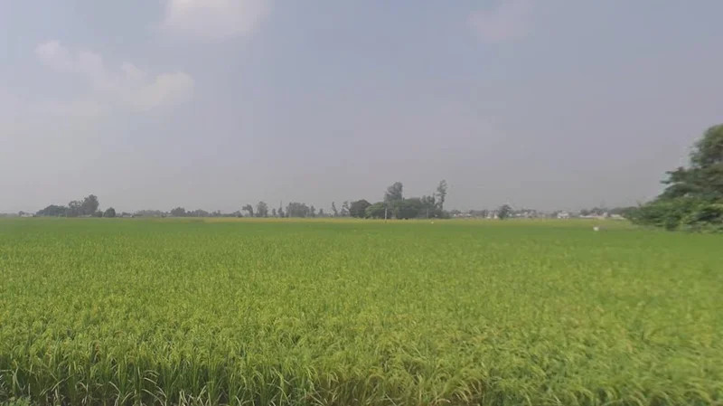 Machhike, Punjab 142039, India preview 2