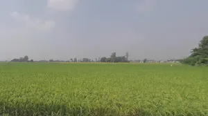 Machhike, Punjab 142039, India preview 2