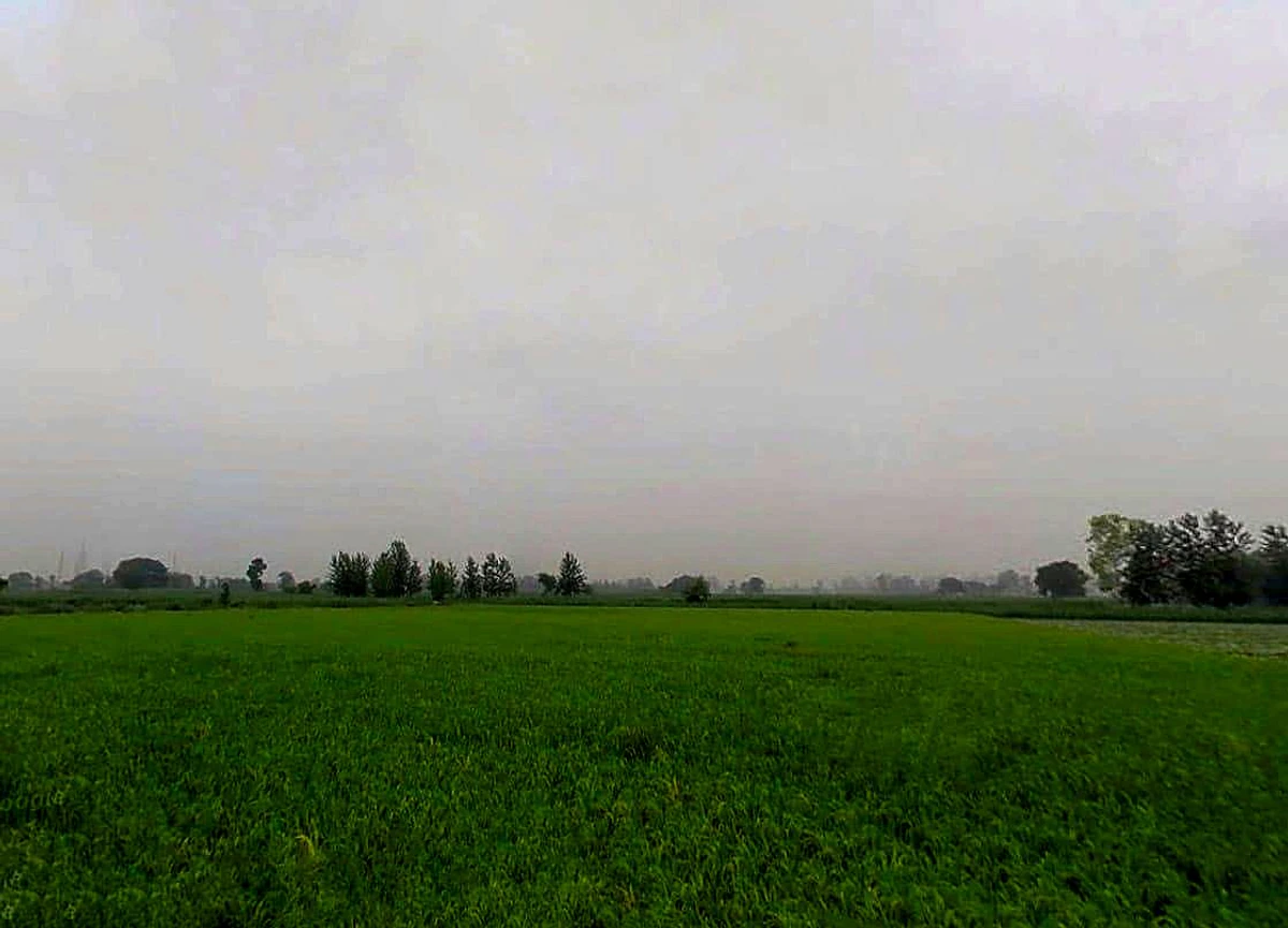 H9R9+4H7, Yarpur, Uttar Pradesh 247777, India