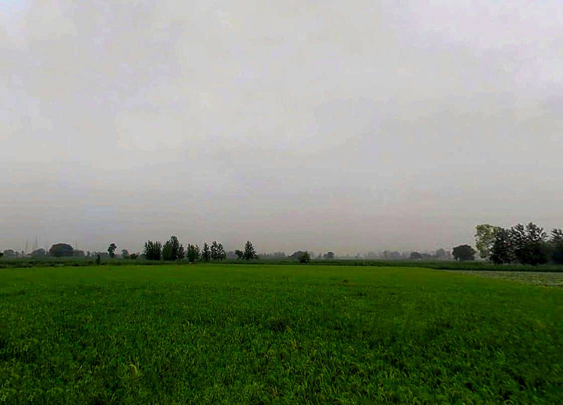 H9R9+4H7, Yarpur, Uttar Pradesh 247777, India