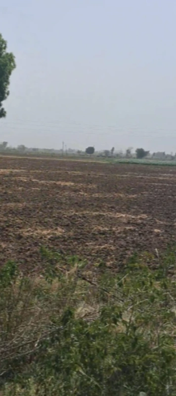 Bhodia Khera, Haryana 125120, India