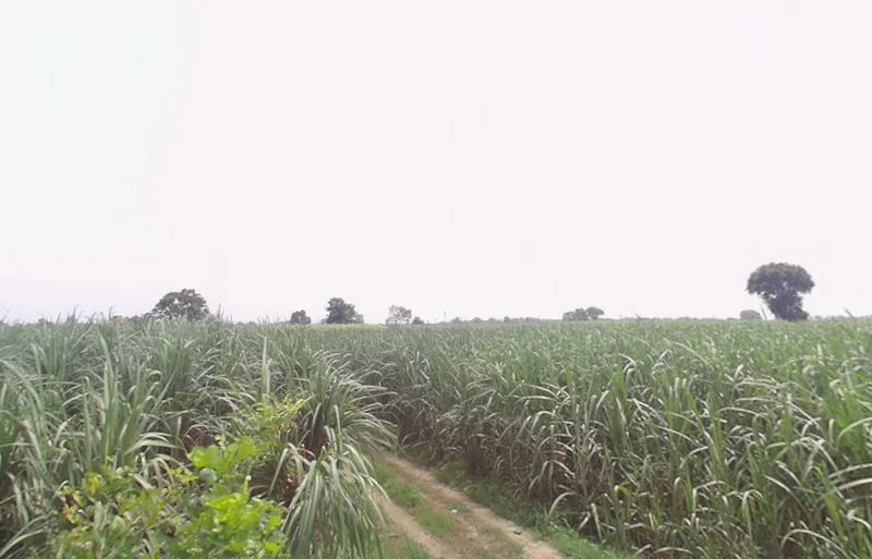 Baraut, Uttar Pradesh 250611, India preview 2