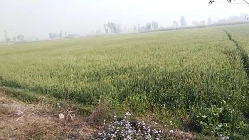 Patauna, Uttar Pradesh 226104, India