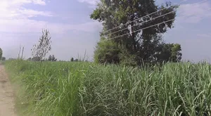 Nagla Charhao, Uttar Pradesh 251314, India preview 2