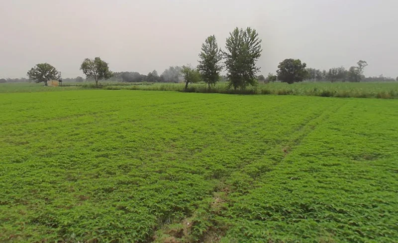 4V8G+677, Mawana Khurd, Uttar Pradesh 250401, India preview 3