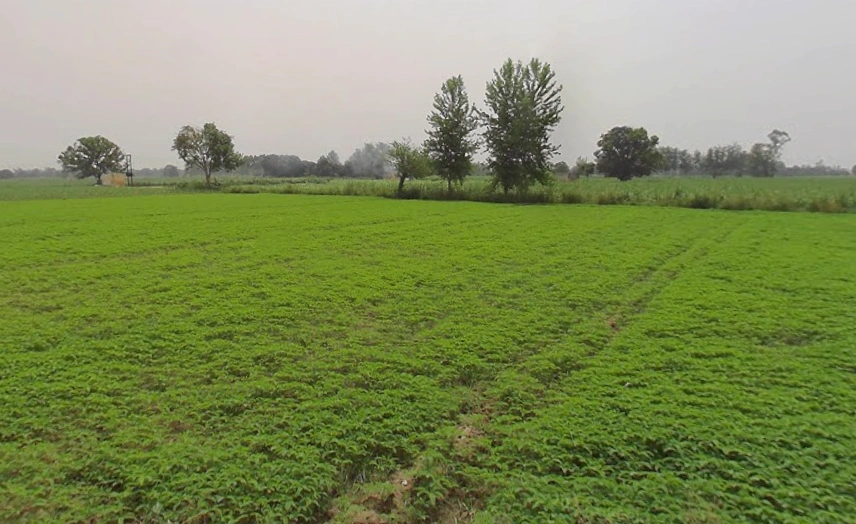 4V8G+677, Mawana Khurd, Uttar Pradesh 250401, India