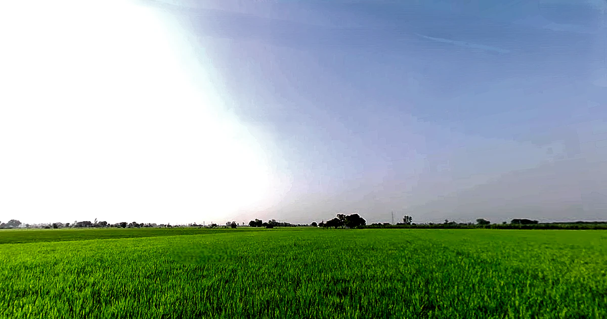 Rajpura, Punjab, India