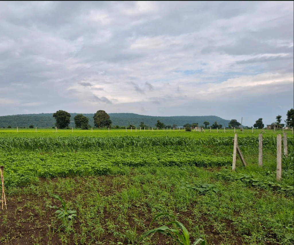 Hama, Chhatarpur, Madhya Pradesh 471001, India - Photo 2