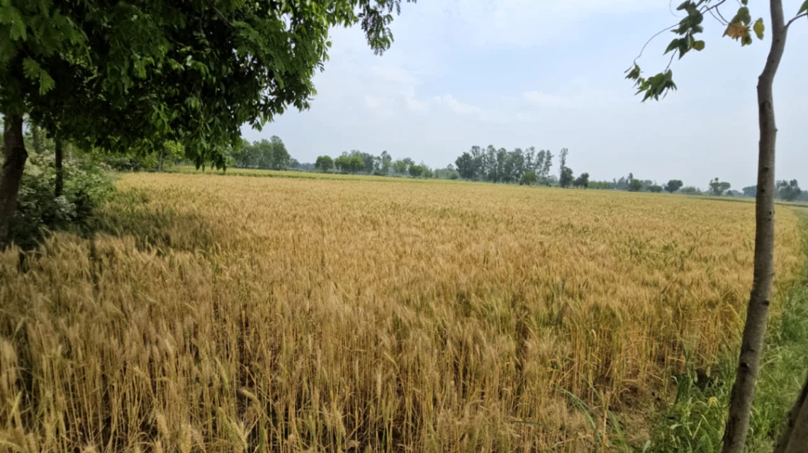 S2, Bhind, Malanpur, Sindhwari, Madhya Pradesh 477117, India