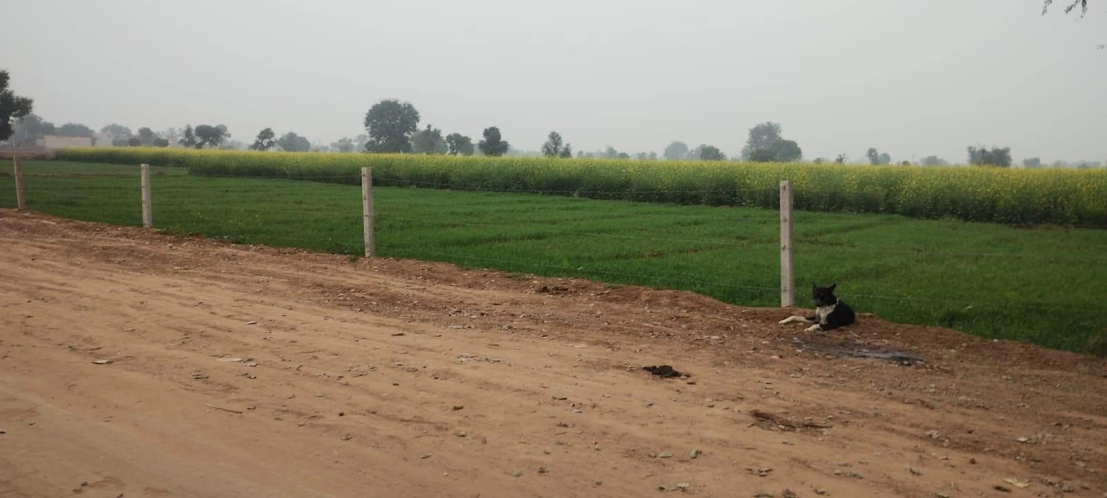 FCW9+5Q2, Barnala, Tallewal, Punjab 148100, India