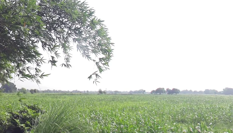 Q5CF+QPQ, Raghunathpur, Uttar Pradesh 277001, India preview 3