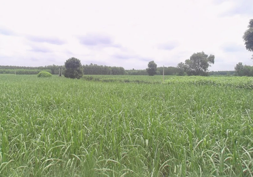 Mawana, Uttar Pradesh, India