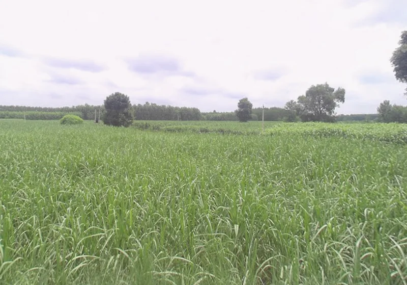 Mawana, Uttar Pradesh, India preview 3