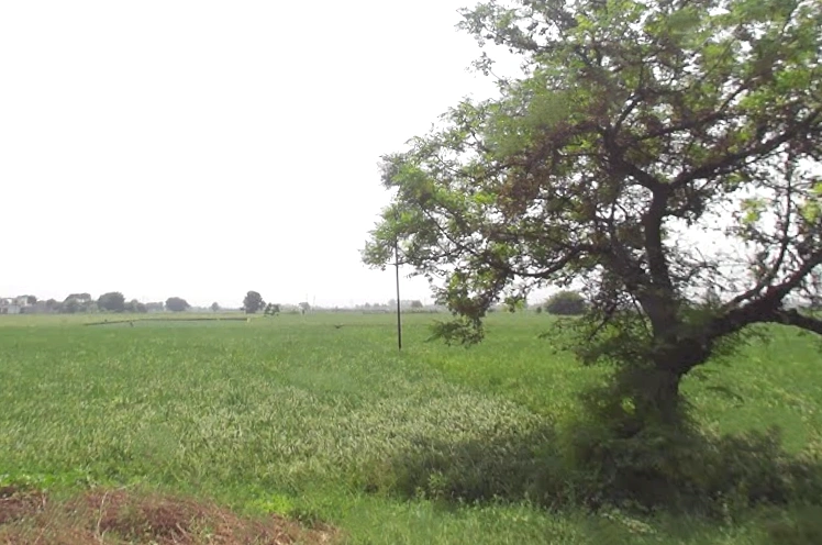 Shikarpur, Uttar Pradesh 203395, India