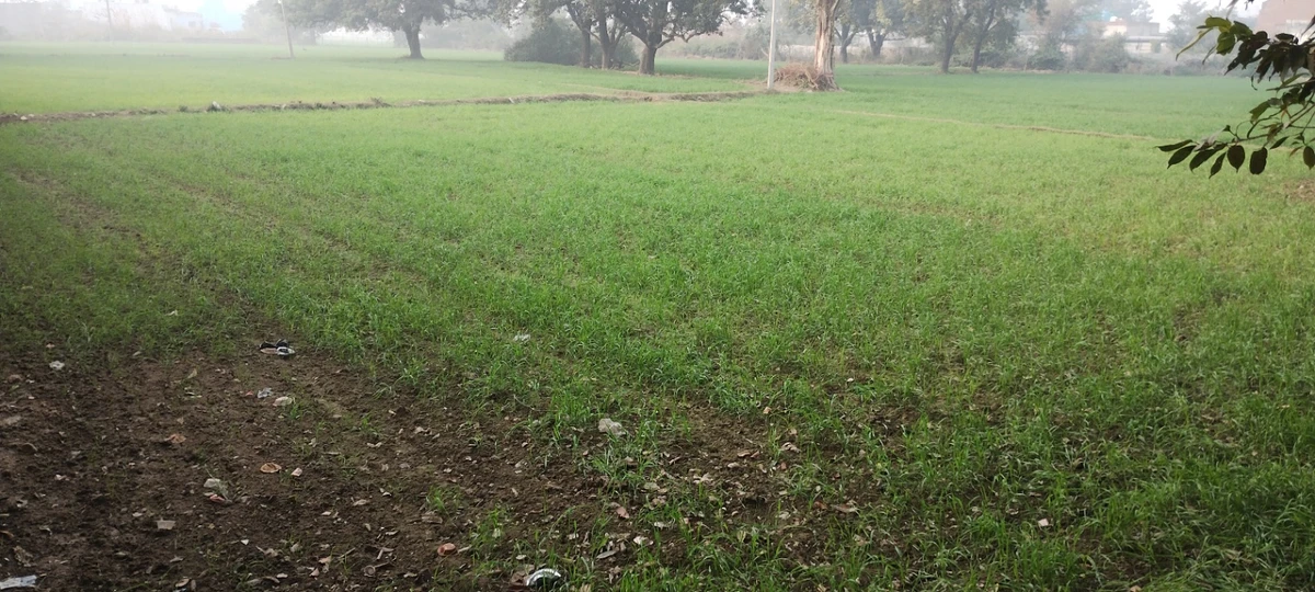 Govardhan, Uttar Pradesh, India