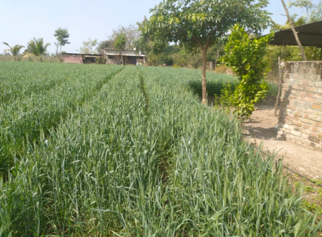 FJVF+4MH, Patiala, Shamdo, Punjab 140402, India