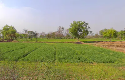 Kosa, Chhattisgarh, India preview 3