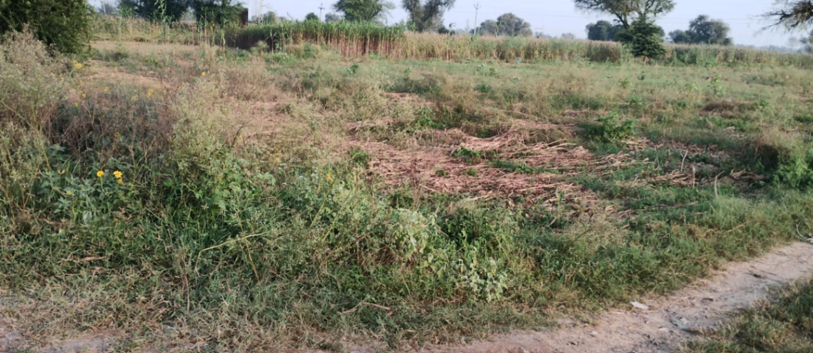 Balachaur, Punjab 144521, India