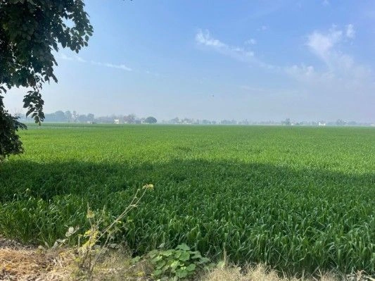 GANGOH ROD NIER GOGA MADHI MANAK MAU SAHARANPUR UTTER PRADESH 247001, Saharanpur, Bani Kheda, Uttar Pradesh 247232, India