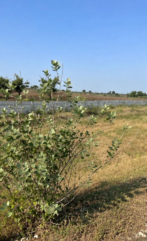 Jaora, Ratlam, Madhya Pradesh 457226, India