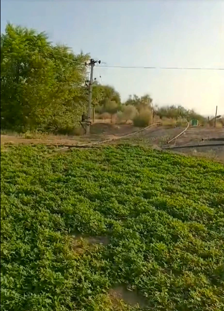 7Q48+7J, Pinan, Rajasthan 301413, India - Photo 5