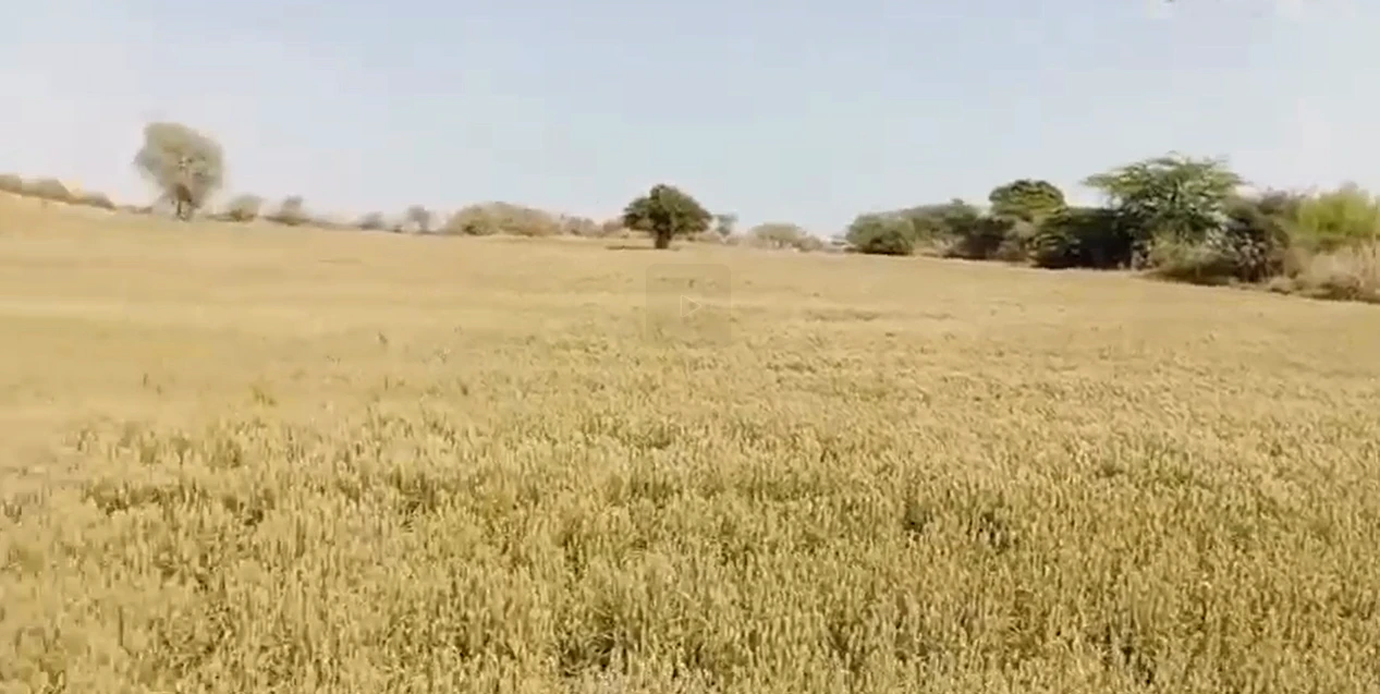 C6V7+78 Baroda, Haryana, India