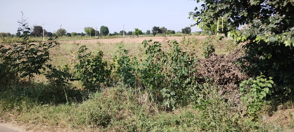 Bedha, Rajasthan 301021, India