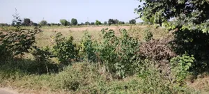 Bedha, Rajasthan 301021, India preview 3