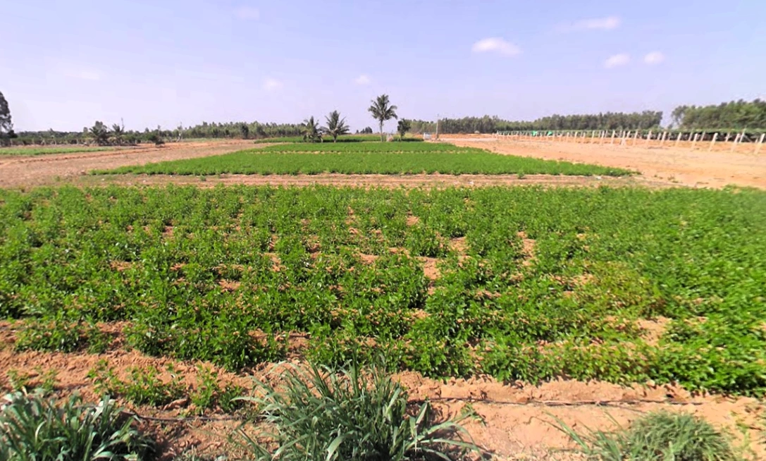 Heggadadevankote, Karnataka 571114, India