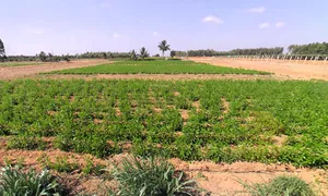 Heggadadevankote, Karnataka 571114, India preview 3