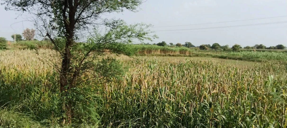 Baghmundi, West Bengal 723152, India