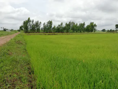 Bilsanda, Uttar Pradesh 262202, India preview 2