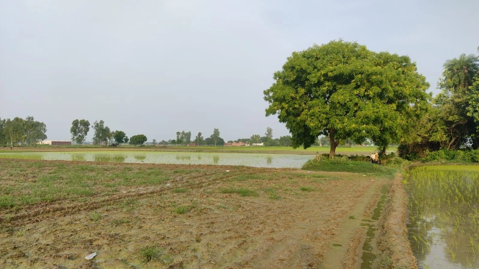 Keshopur, Ambedkar Nagar, Uttar Pradesh 204212, India